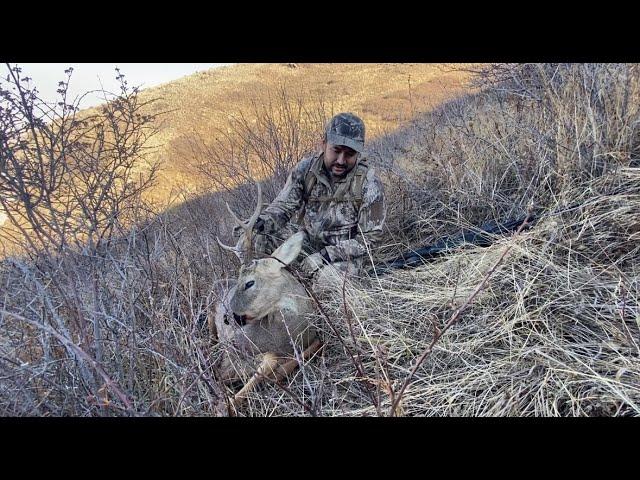 Охота на Сибирскую косулю. Каракастек, Алматинская область, 2020. Siberian roe deer hunting, Almaty.