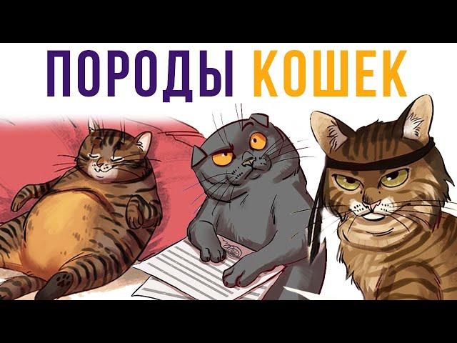 Комиксы. Породы кошек | Мемозг #307