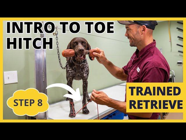 Formal Retrieving Work - Trained Retrieve - Step 8 - Introduction To The Toe Hitch