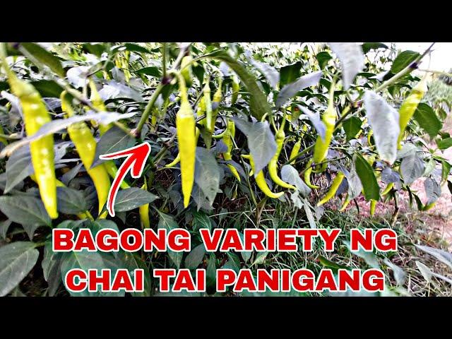 BAGONG VARIETY NG PANIGANG||SILING HABA||NAPAKATIBAY SA HANGIN