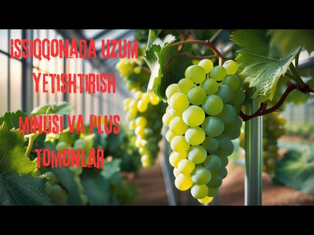 Uzumni issiqxonada yetishtirish #uzum #dehqonchilik #issiqxona #greenhouse #grape #growth