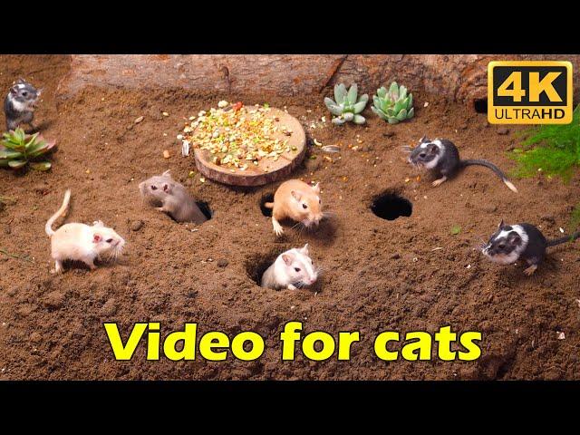 Cat TV: Tiny Mouse Hide & Seek Fun in Sandy Holes - 3 Hours 4K UHD | Catflix