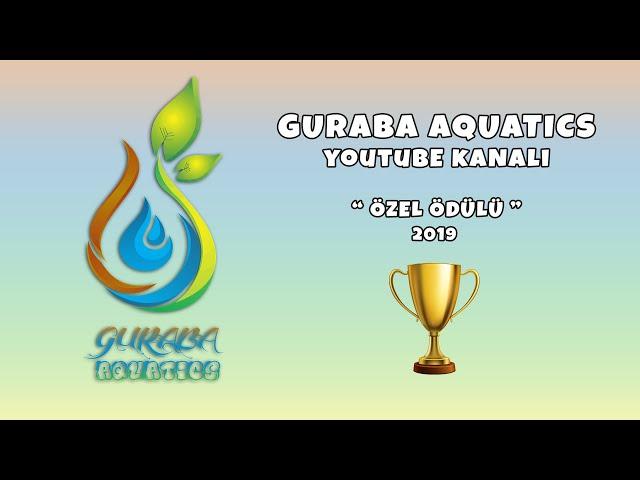 1. Guraba Aquatics Youtube Kanalı Özel Ödülü - 2019