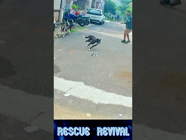 Best moment🫢 #dog catching #comedy #funny #funnymemes #shorts #shortsfeed #ytshorts