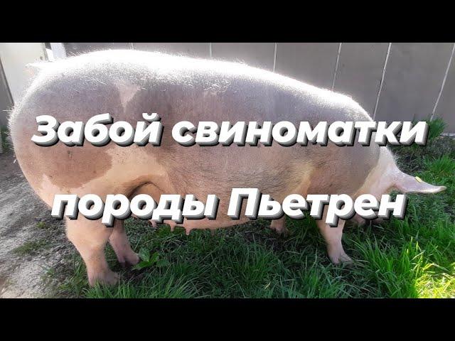 Забой свиноматки породы Пьетрен‼Соотношение сала и мяса