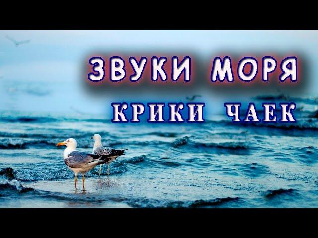 Звуки моря. Крики чаек. Спокойствие и умиротворение