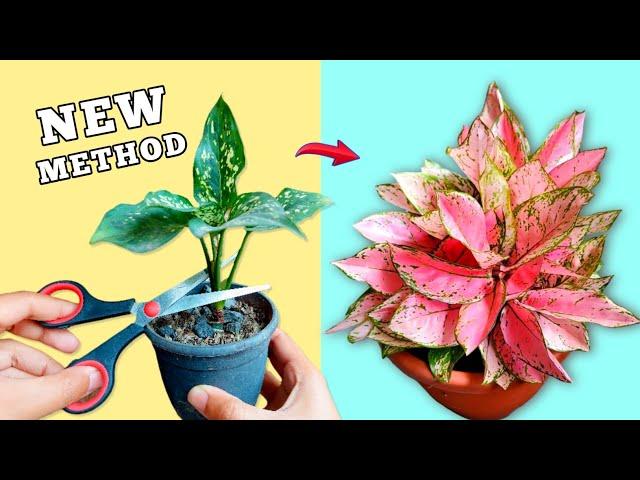 PROPAGATE Aglaonema Like A PRO️️