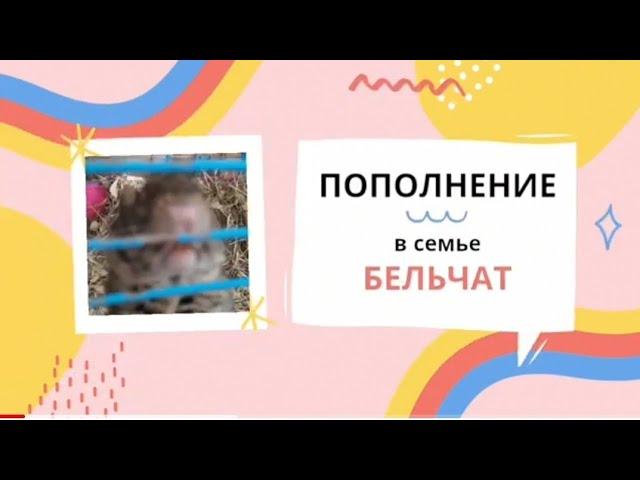 Пополнение в семье бельчат