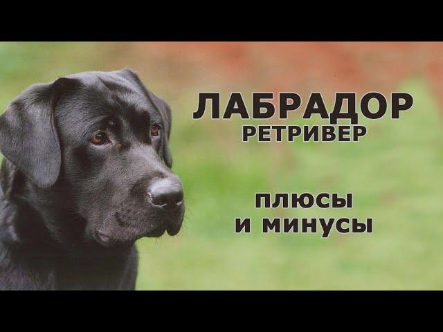 ЛАБРАДОР РЕТРИВЕР. Плюсы и минусы породы LABRADOR RETRIEVER