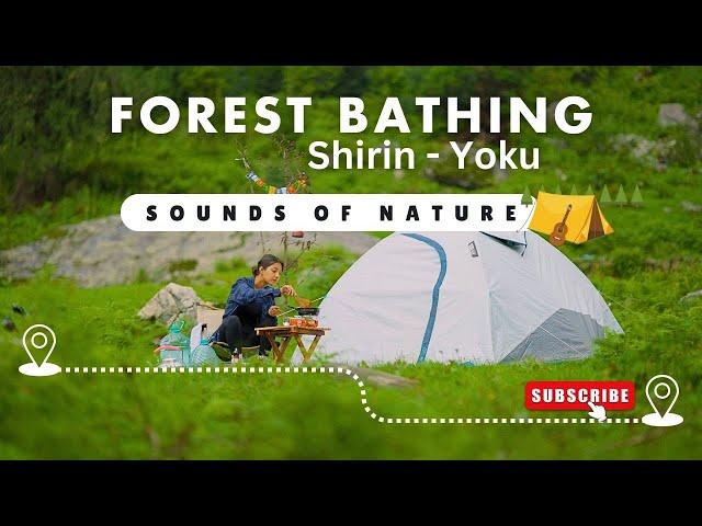 Practicing Forest Bathing -- Camping In A Mountain Forest - ASMR | Talkin Travel