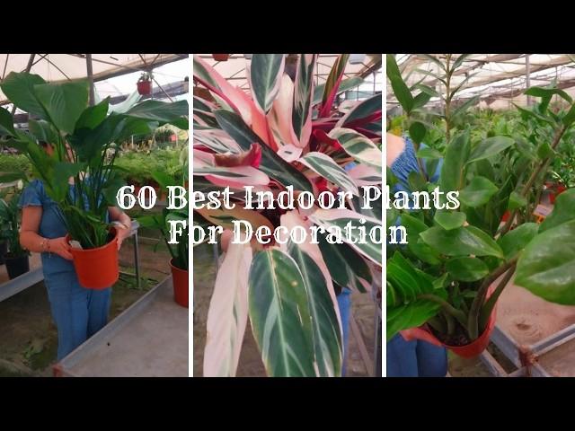 60 Best Indoor Plants For Decoration 2024 | Bring Nature Home with Indoor Plants | Houseplants 2024