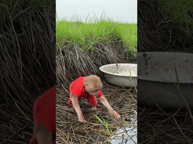 Bibi helps Dad catch seafood #monkeybibi #babymonkey #monkey #viral #bibi #shorts