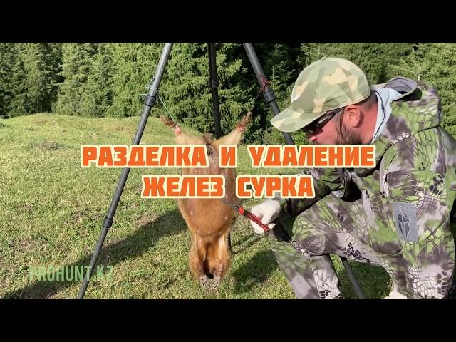 Разделка сурка и удаление желёз