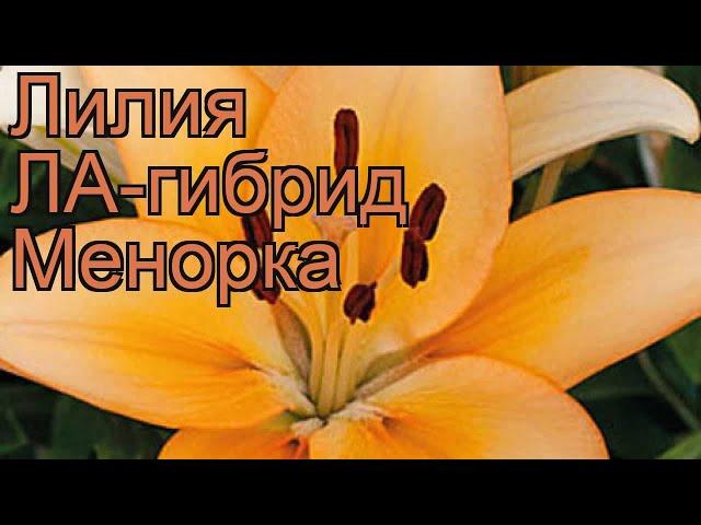 Лилия ла-гибрид Менорка (lilium la-hybrid menorca)  обзор: как сажать, луковицы лилии Менорка