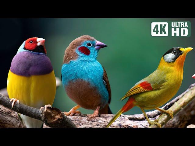 Magnificent Birds | Stunning Nature | Stress Relief | Relaxing Birds Sound | Soothing Birds Chirping