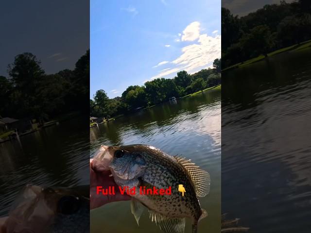 Summer Crappie Fishing #fishinglife #fishing #fish #fishingvideo #crappie