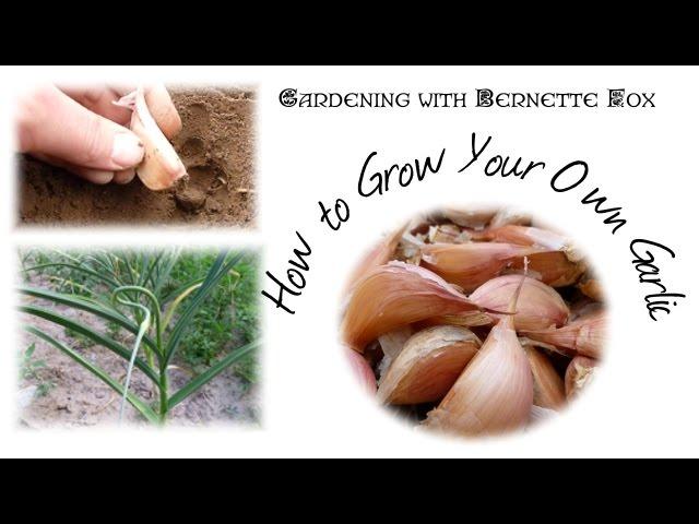 How to Plant Garlic