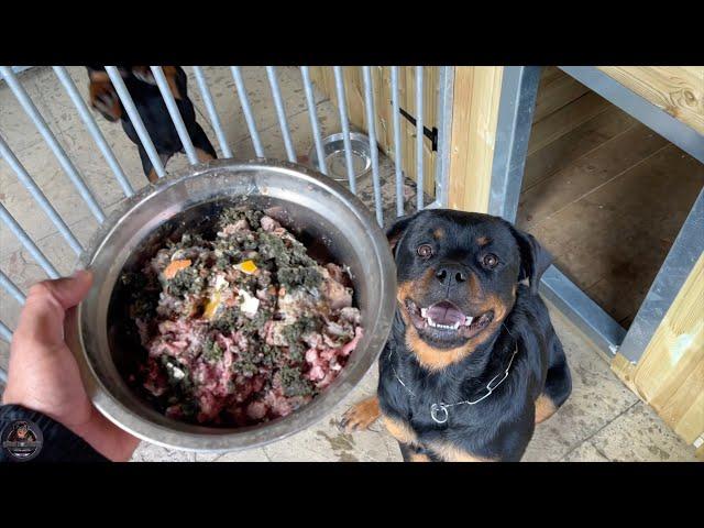 Feeding Our Rottweilers RAW Diet - Part 2