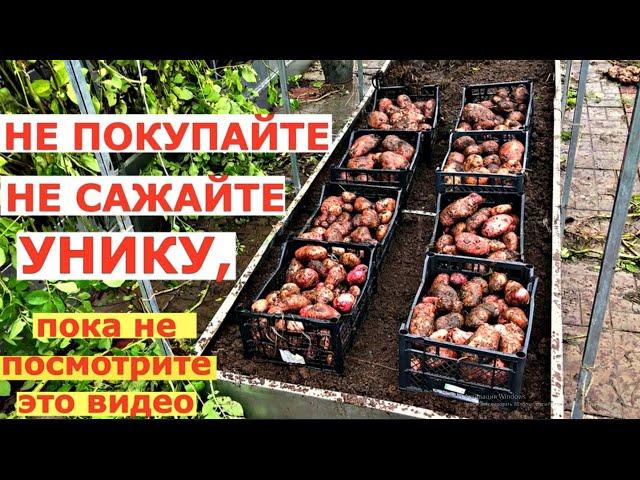 Картофель УНИКА - СВЕРХУРОЖАЙНЫЙ сорт с двухметровой ботвой