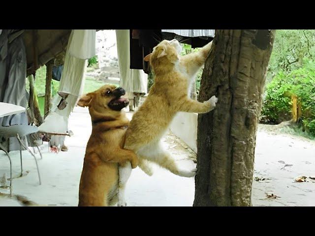 CATS vs DOGS: Strange Rivalries and Unexpected Friendships