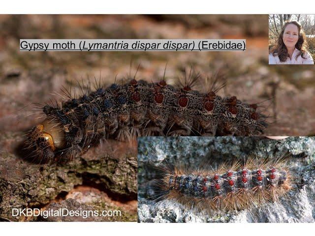 Gypsy Moth (Lymantria dispar) in the Landscape by Jen Llewellyn