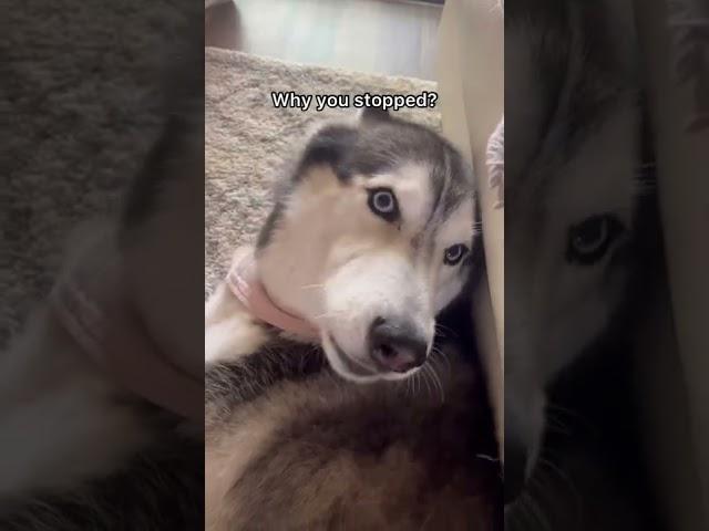 My Husky FREAKS OUT When I Stop Petting Her #shorts