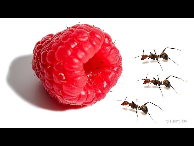 Ants vs Raspberry Timelapse