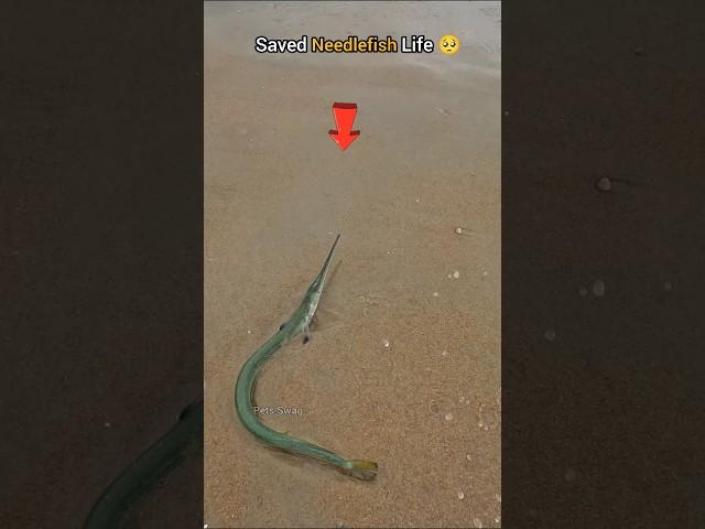 Rescue Mission: Saved this needlefish just in time 