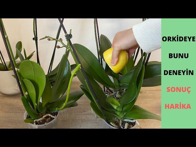 Do this to the orchid, it will bloom abundantly, it will produce lively hard leaves and healthy root