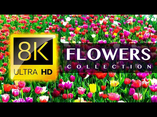 World's Most Beautiful FLOWERS 8K ULTRA HD