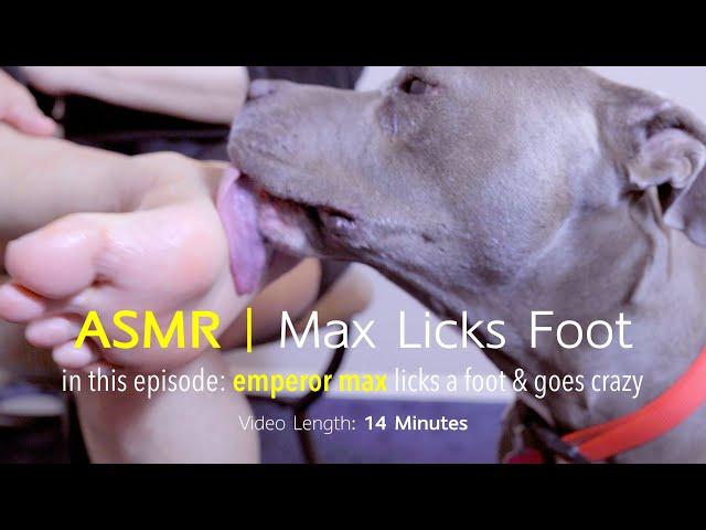 Max Licks | Sole of the Foot | ASMR DOG LICKING | NO TALKING