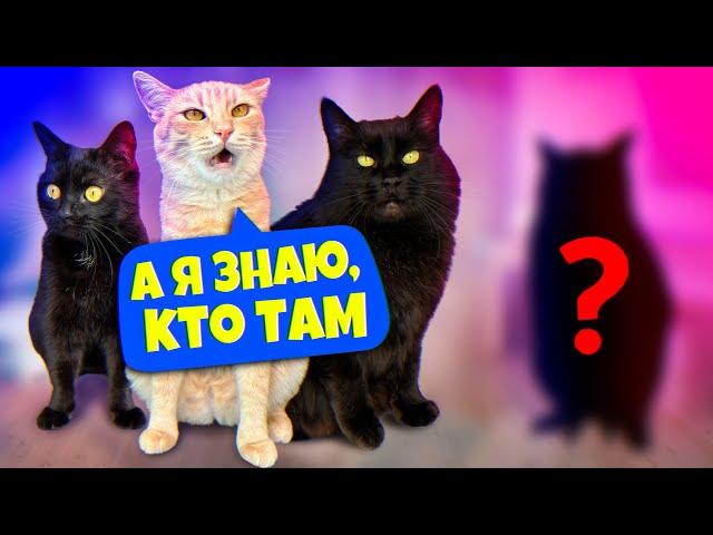 24 часа с "беременной" кошкой и нашими домашними животными. У нас новый зверек / SANI vlog