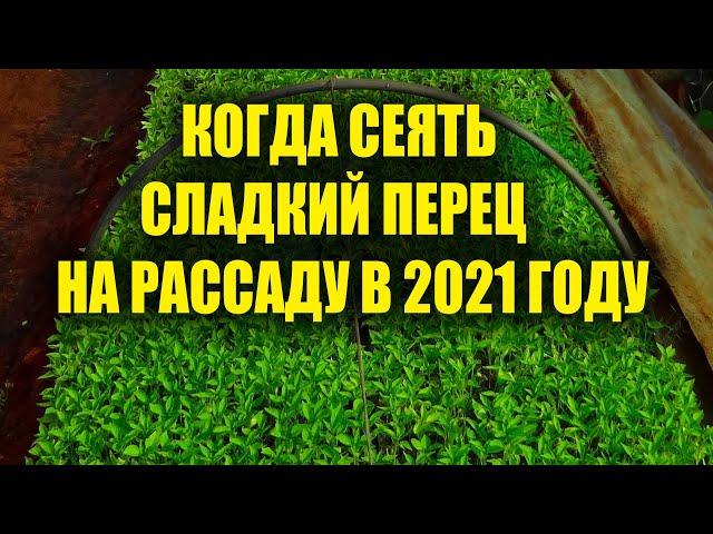 Когда сеять сладкий перец на рассаду в 2021 году