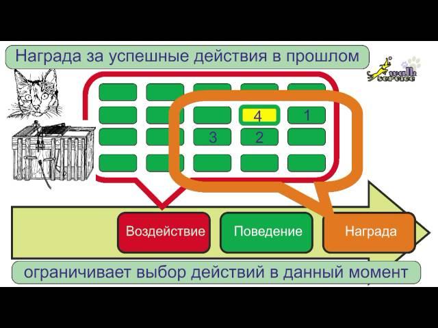 Дрессировка собак, теория дрессировки, опыты Торндайка