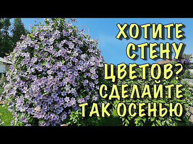 Сделайте ТАК с КЛЕМАТИСАМИ ОСЕНЬЮ, если ХОТИТЕ СТЕНУ из ЦВЕТОВ. Обрезка, подкормка, укрытие