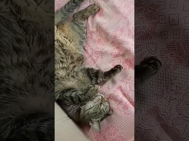 Тишка работает, а Барсенька спит #отдыхэтохорошо!