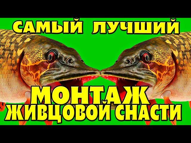 САМЫЙ ЛУЧШИЙ МОНТАЖ ЖИВЦОВОЙ ОСНАСТКИ ДЛЯ ЛОВЛИ ЩУКИ НА ЖИВЦА С БЕРЕГА