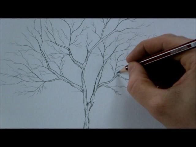 How to Draw a Tree Step by Step for Beginners In 8 Minutes