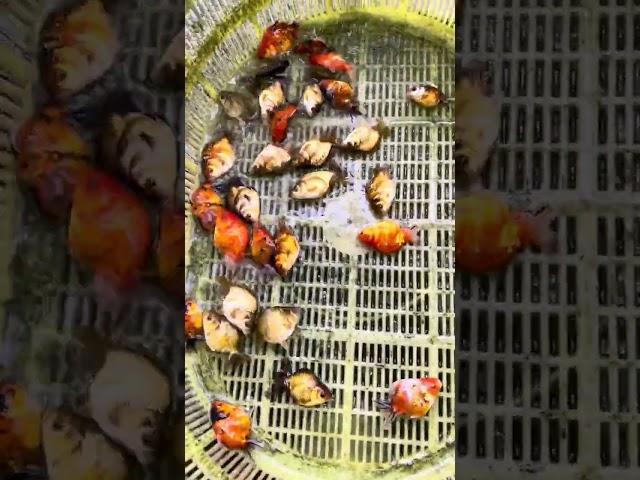 The goldfish fry that are 3 and a half months old can be sold! #koi #goldfish #fish #aquarium
