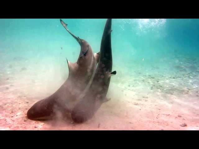 Blacktip Reef sharks mating in lagoon at Misool Eco Resort