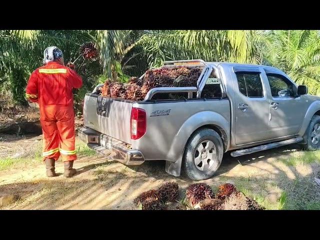 Aktiviti sehat di hujung minggu//loading buah sawit di kebun.