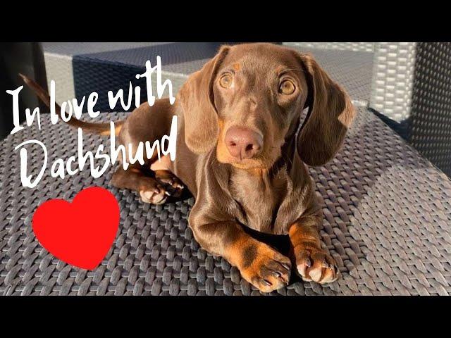 Playful Sausage Dog Video  Dachshund Lovers Cute Weiner dog IG Compilation. Miniature Puppies Video.