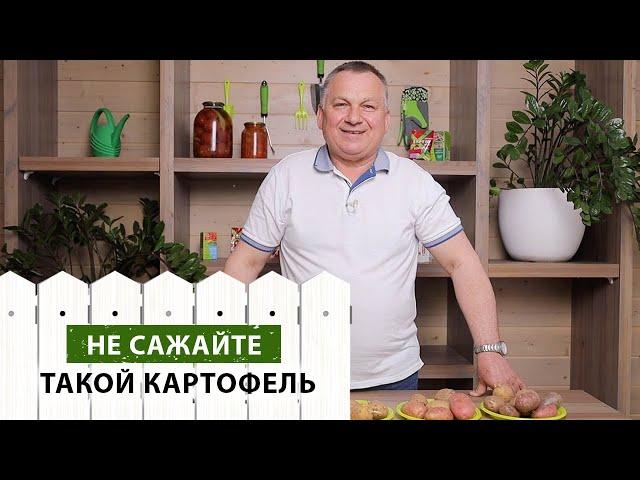 Мы ЗНАЕМ, чем болеет ВАШ картофель (гайд по болезням)