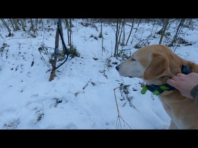 24.11.24. Охота на зайца с рг Баяном и Альтой.