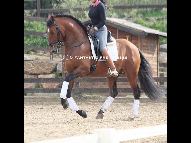 RECTI • PURA RAZA ESPAÑOL // UTRERANO VII son // TOP DRESSAGE HORSE working the flying changes