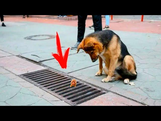 The dog looked into the sewer every day. People were shocked when the hatch was opened!