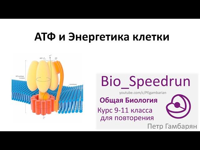 5. АТФ и энергия клетки (Speedrun общая биология 9-11 класс, ЕГЭ, ОГЭ 2021)