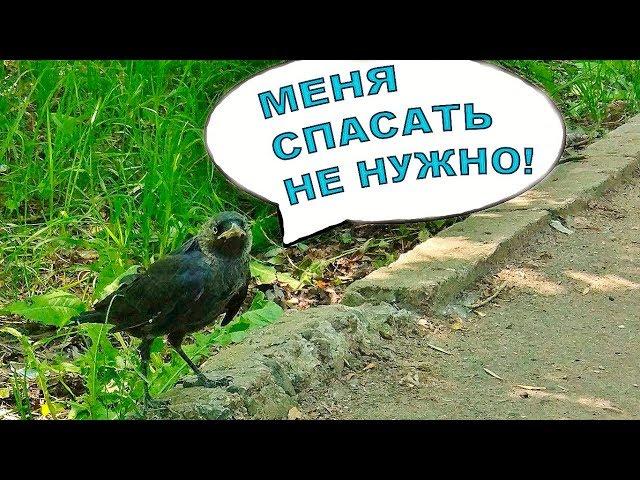 Галчонок, которого нельзя подбирать!