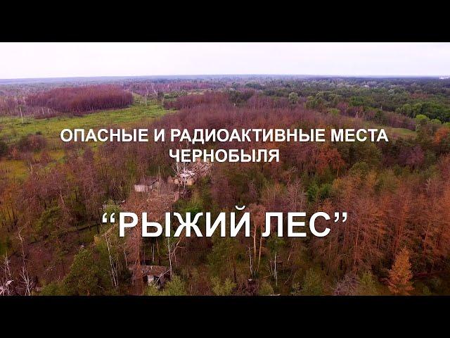 RED FOREST. THE MOST RADIOACTIVE PLACE IN CHERNOBYL.