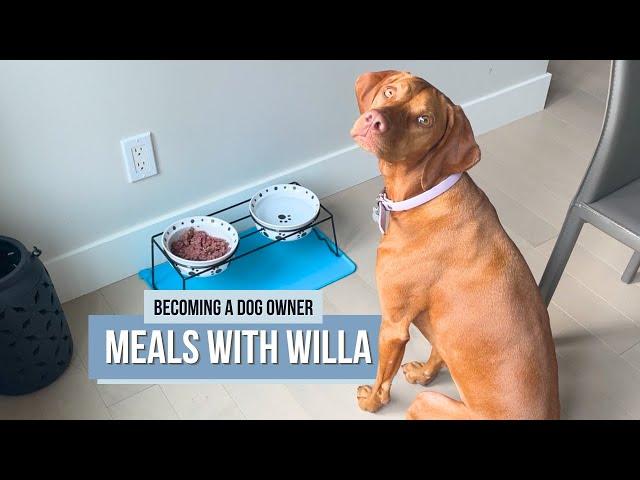 What My 2.5-Year-Old Dog Eats In A Day